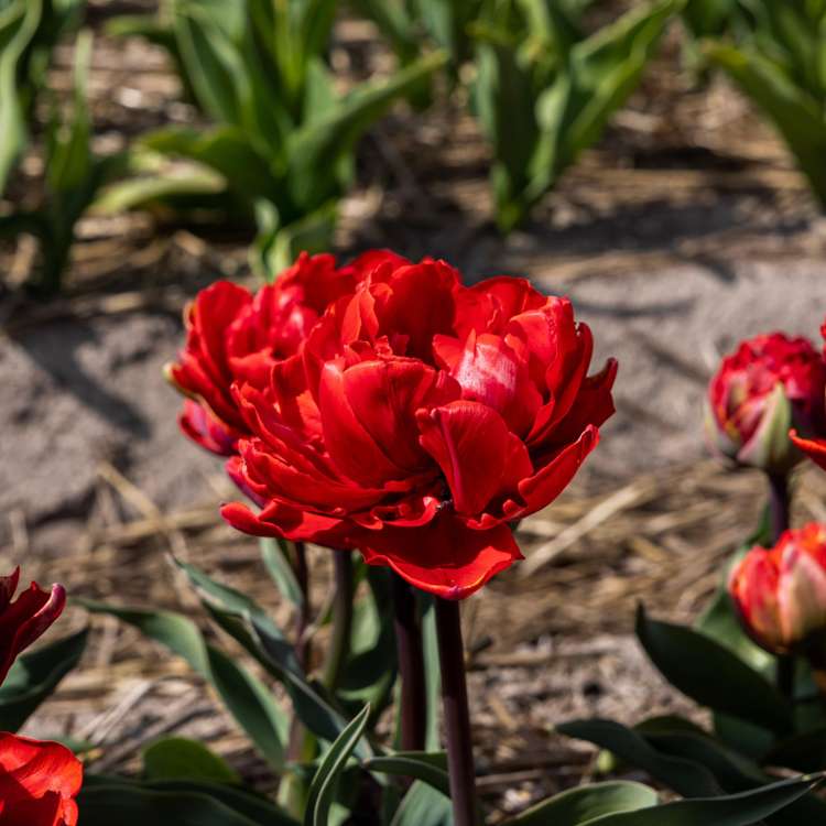 Tulpe 'Red Princess'